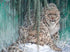 Stunning Snow Leopard Pair